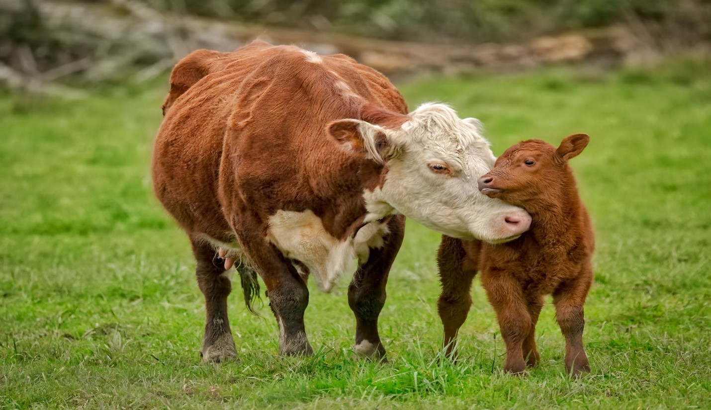 Two cows stand in a green field. A brown calf rests its head on the head of a brown and white adult cow.