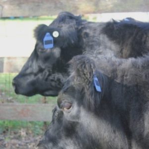 two black cows with blue tags in their left ear stand in a paddock